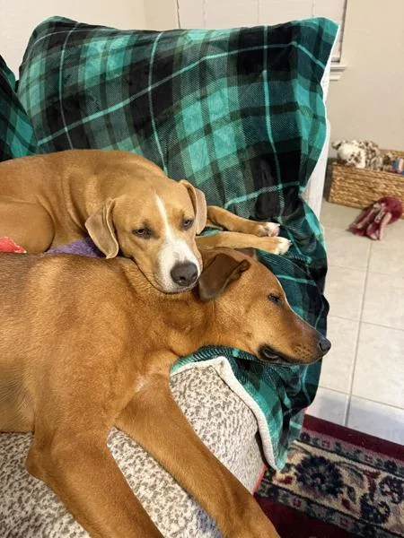 A young medium-sized female Pit Bull Terrier dog named Sister for adoption in Austin, TX