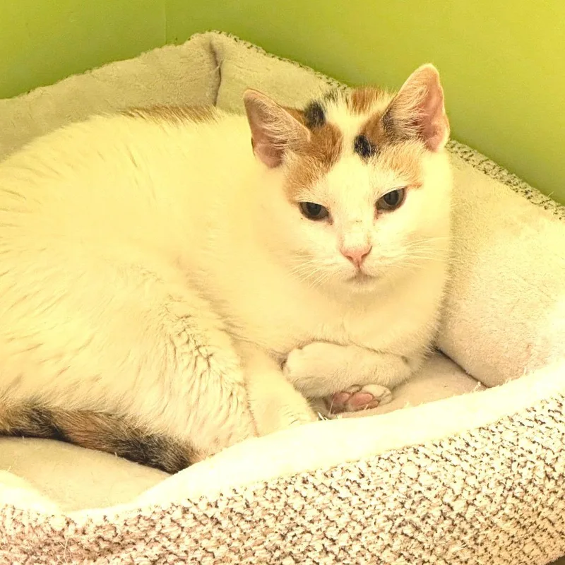 A young large-sized female Domestic Short Hair cat named AhRi for adoption in Brownsboro, AL