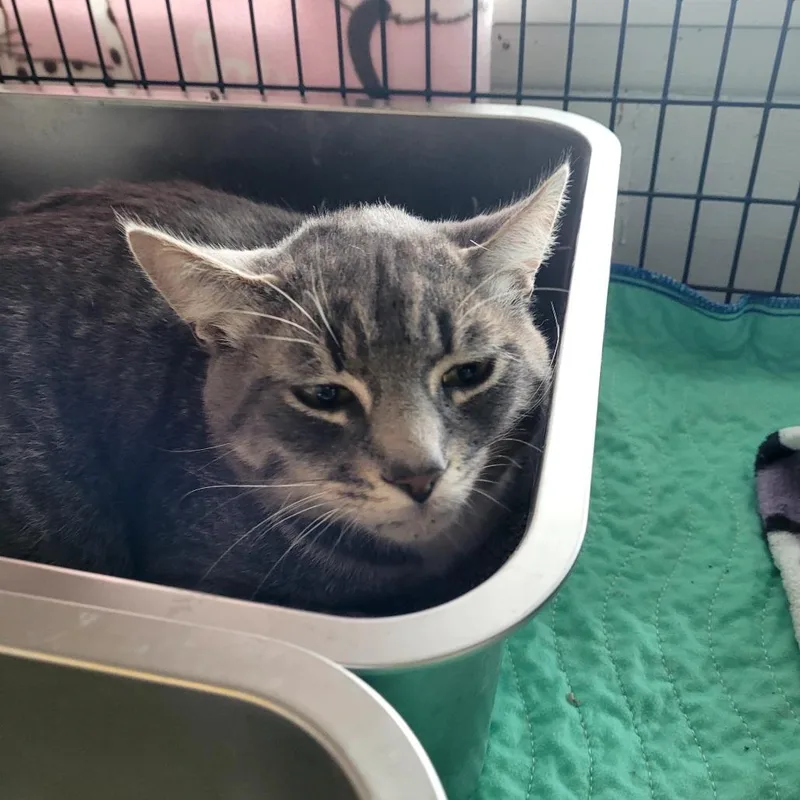 A young large-sized male Domestic Short Hair cat named Bumble for adoption in Allyn, WA