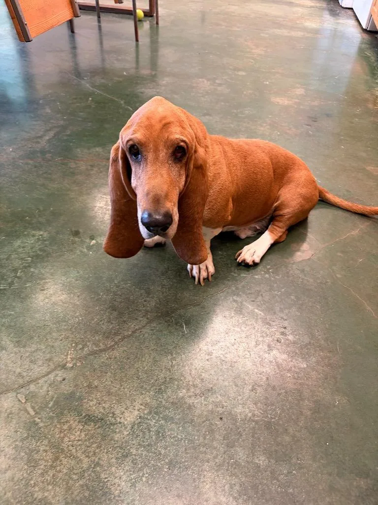 An adult large-sized male Basset Hound dog named Huck for adoption in Big Spring, TX