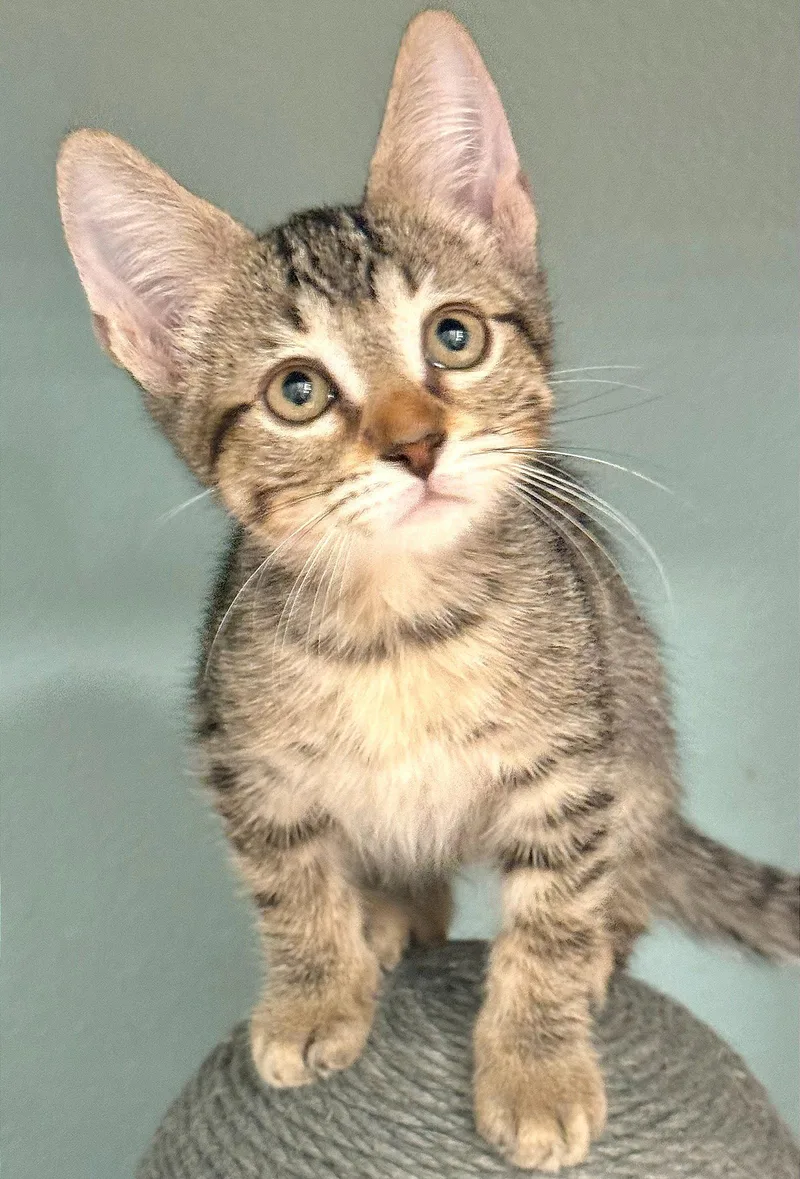 A baby medium-sized male Brown / Chocolate Domestic Short Hair cat named Chance for adoption in Oviedo, FL