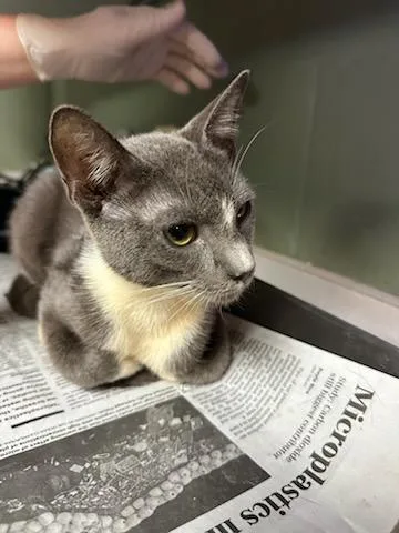 A young small-sized male Domestic Short Hair cat named Captain Toe Beans for adoption in Jacksonville, FL