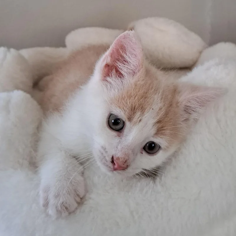 Wilbur