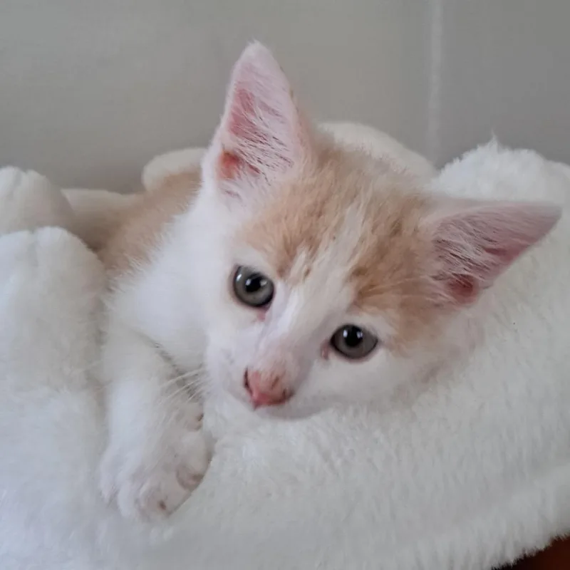 Wilbur thumbnail 2