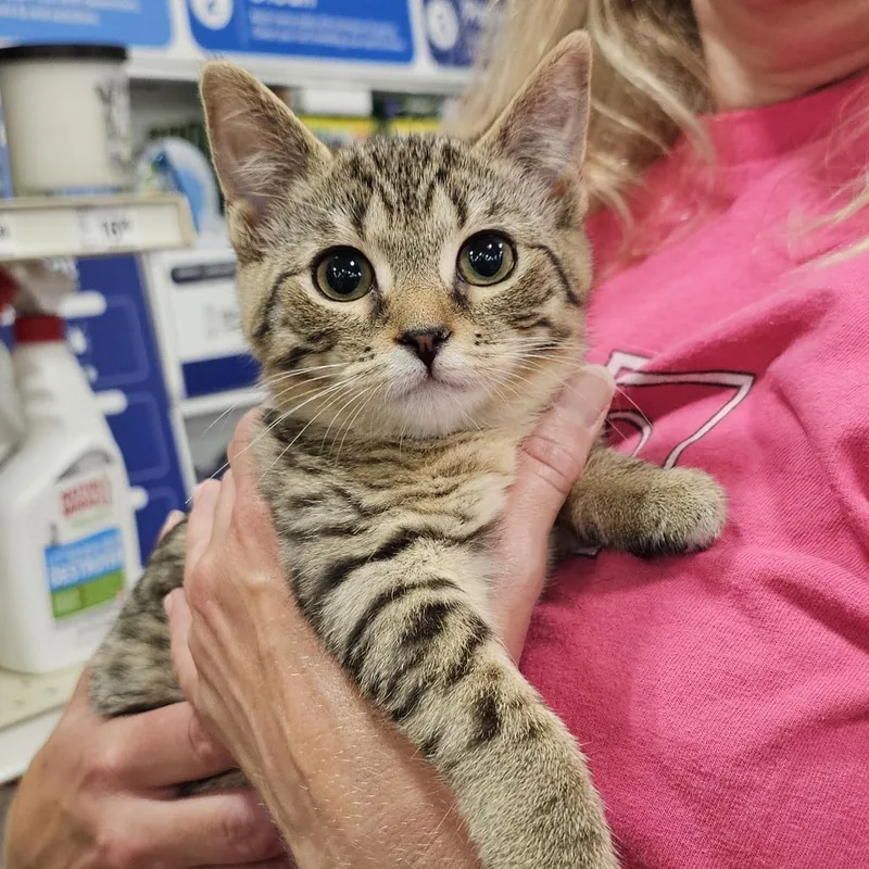 A baby small-sized female Domestic Short Hair cat named Matilda for adoption in Fairfax, VA