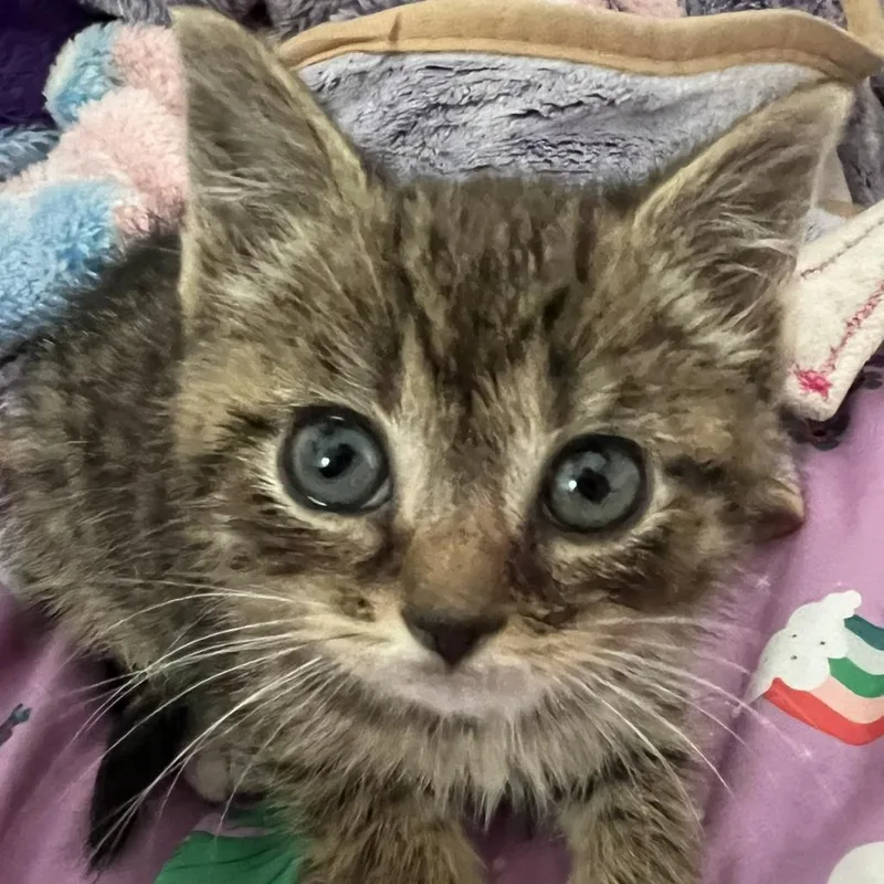 A baby small-sized female Domestic Short Hair cat named Matilda for adoption in Fairfax, VA