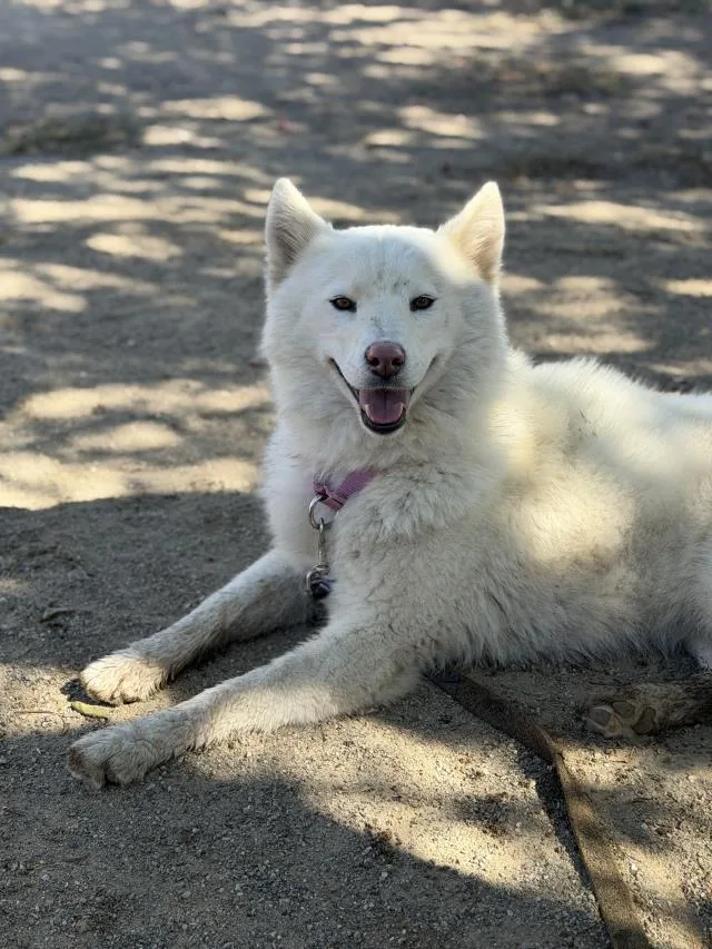 An adult medium-sized female Husky dog named Storm for adoption in Santa Maria, CA