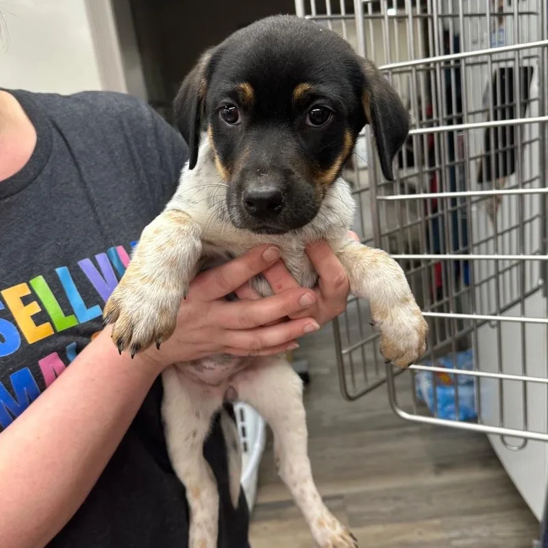 A baby medium-sized female Black Labrador Retriever dog named Chapel for adoption in Newfoundland, NJ