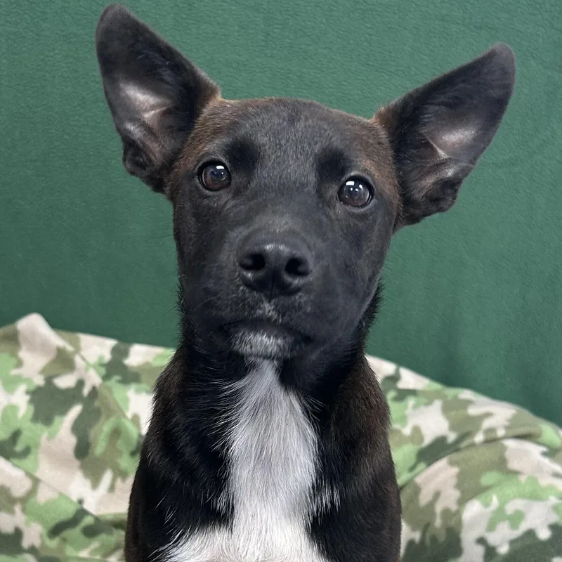 A baby medium-sized female Terrier dog named Dottie for adoption in Danbury, CT