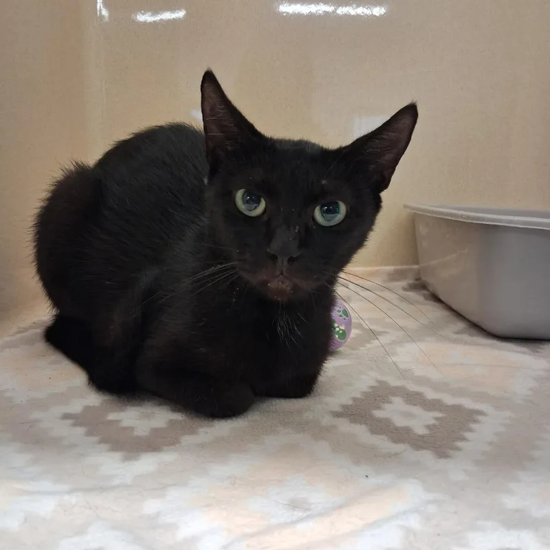 A young medium-sized female Domestic Short Hair cat named Dominique for adoption in Gautier, MS