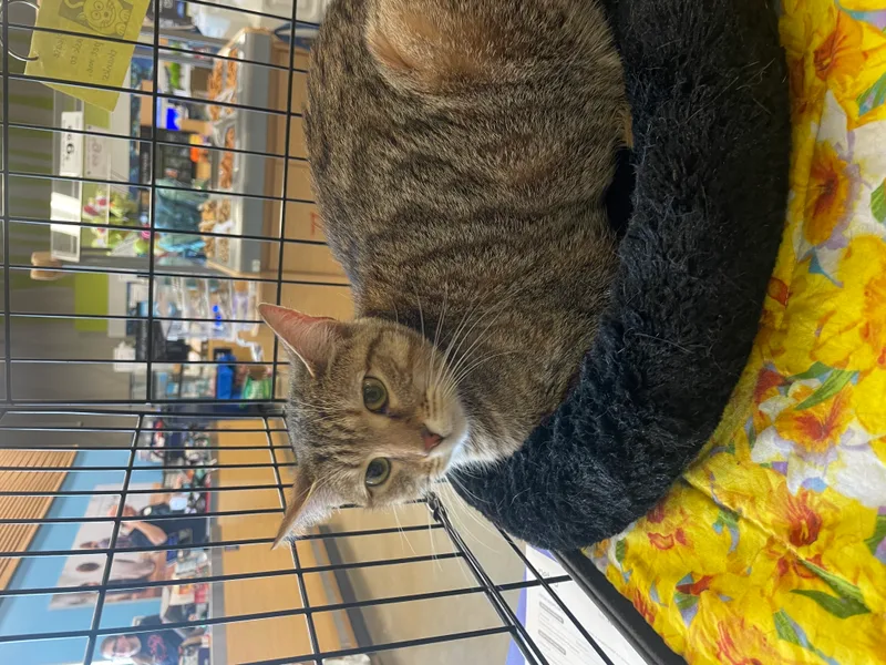 A young medium-sized female Tabby (Brown / Chocolate) Domestic Short Hair cat named Tiger for adoption in Richmond, VA