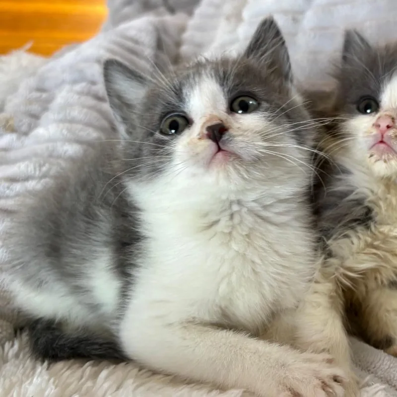 A baby small-sized male Gray / Blue / Silver Domestic Short Hair cat named Capone for adoption in Lexington, KY