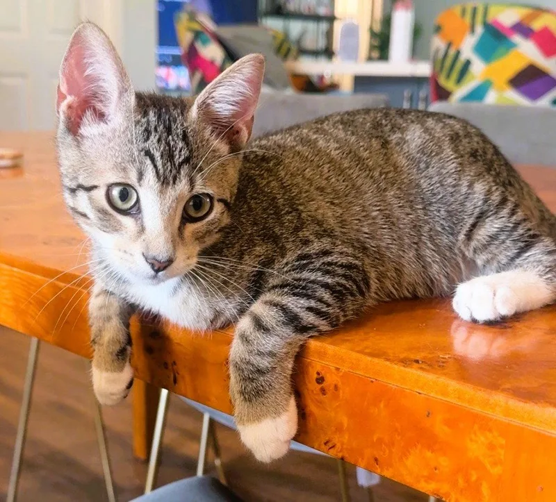 A baby medium-sized male Domestic Short Hair cat named Kingston for adoption in Lighthouse Point, FL
