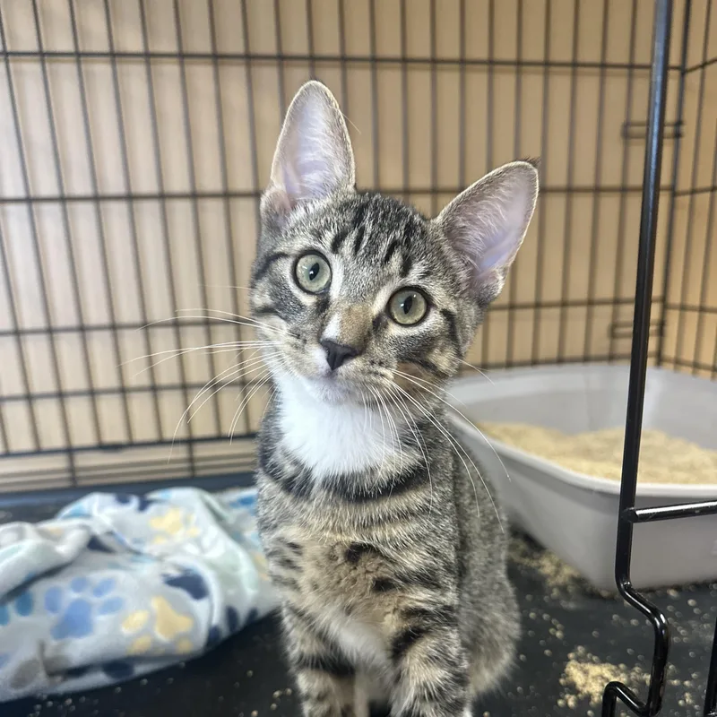 A baby large-sized male Domestic Short Hair cat named Pip for adoption in Pleasantville, NJ