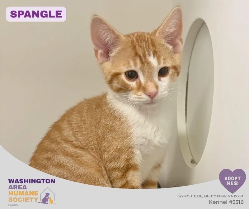 A baby small-sized male Orange & White Domestic Short Hair cat named Spangle for adoption in Eighty Four, PA