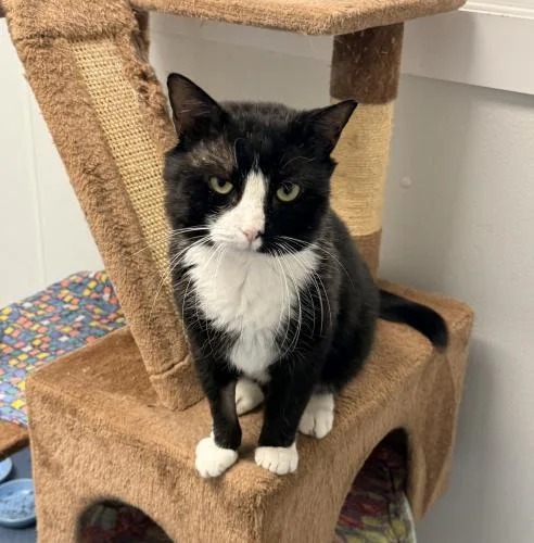 An adult medium-sized male Domestic Short Hair cat named Hamish for adoption in St. Johnsbury, VT