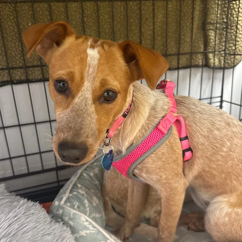 A young small-sized female Red / Chestnut / Orange Jack Russell Terrier dog named Ginger for adoption in Fort Lauderdale, FL