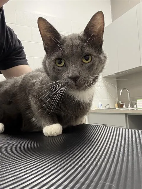An adult small-sized male Domestic Short Hair cat named Mac for adoption in Indianapolis, IN