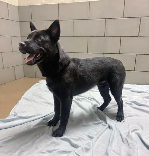 A young medium-sized male Black Mixed Breed dog named Romaine for adoption in Nashville, TN
