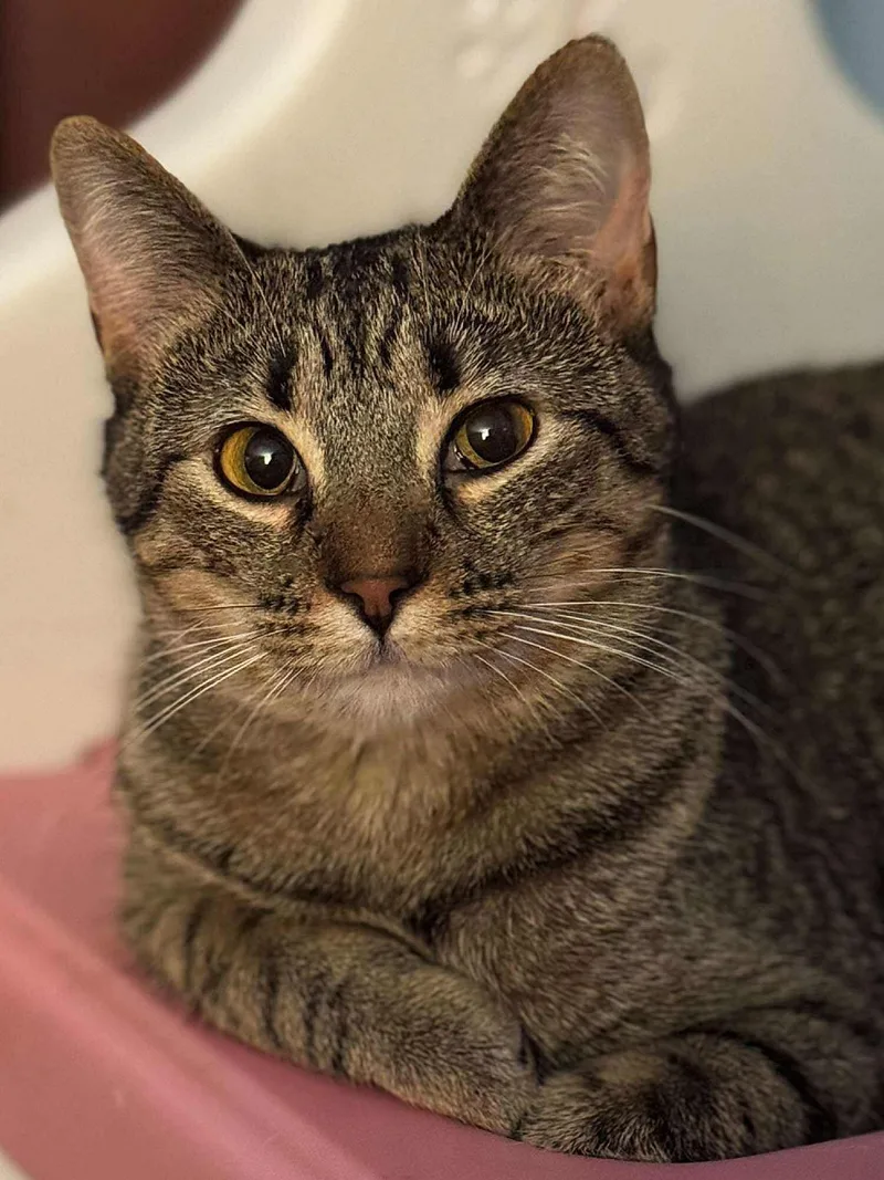 A young medium-sized female Tabby (Brown / Chocolate) Domestic Short Hair cat named Lotus for adoption in Sioux Falls, SD