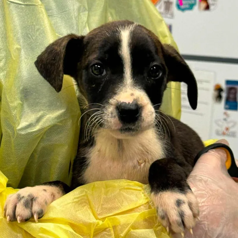 A baby medium-sized female Brindle Mixed Breed dog named Pup Tart for adoption in Martinsville, VA