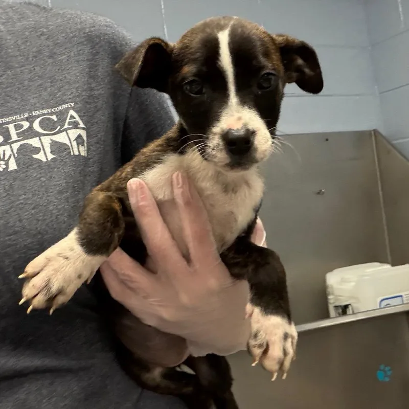 Pup Tart thumbnail 2