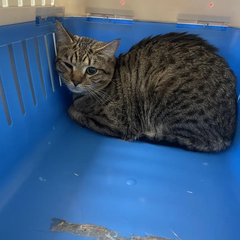 A young medium-sized male Brown / Chocolate Domestic Short Hair cat named Tiger for adoption in Galax, VA