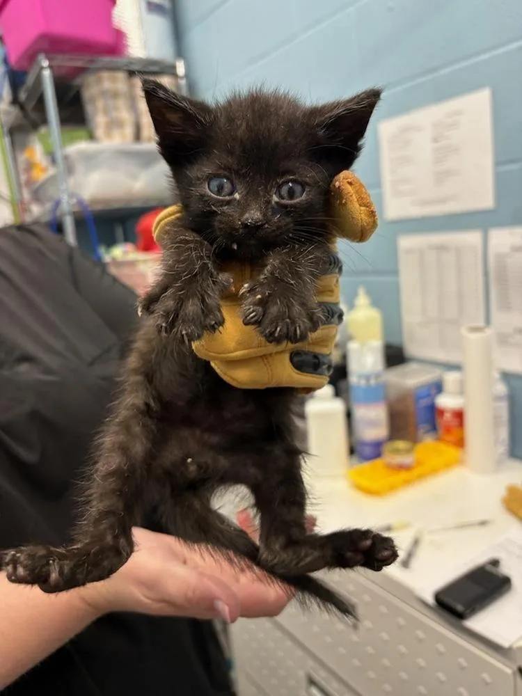 A baby small-sized male Black Domestic Short Hair cat named Fennel for adoption in Evansville, IN