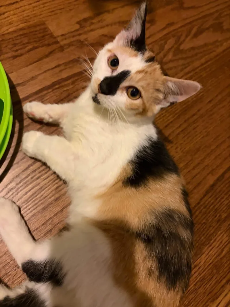 A young medium-sized female Calico Domestic Short Hair cat named Smores for adoption in Lemont, IL
