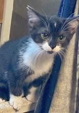 A young medium-sized female Black Domestic Short Hair cat named McKenzie for adoption in Portsmouth, OH