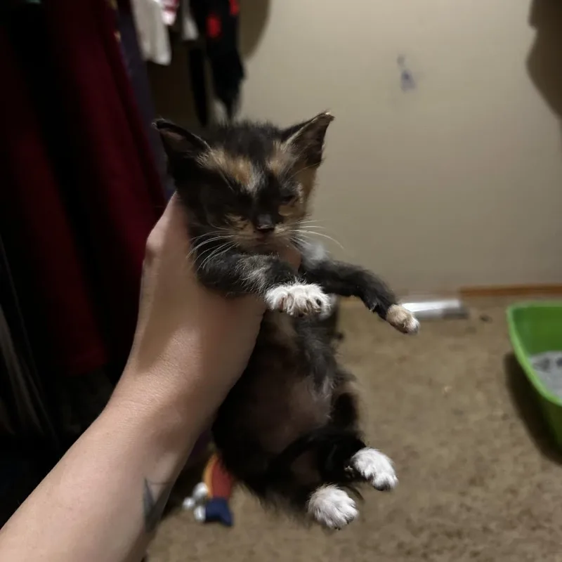Tomato thumbnail 2