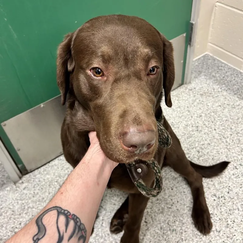 An adult large-sized male Brown / Chocolate Chocolate Labrador Retriever dog named Canelo for adoption in Reno, NV