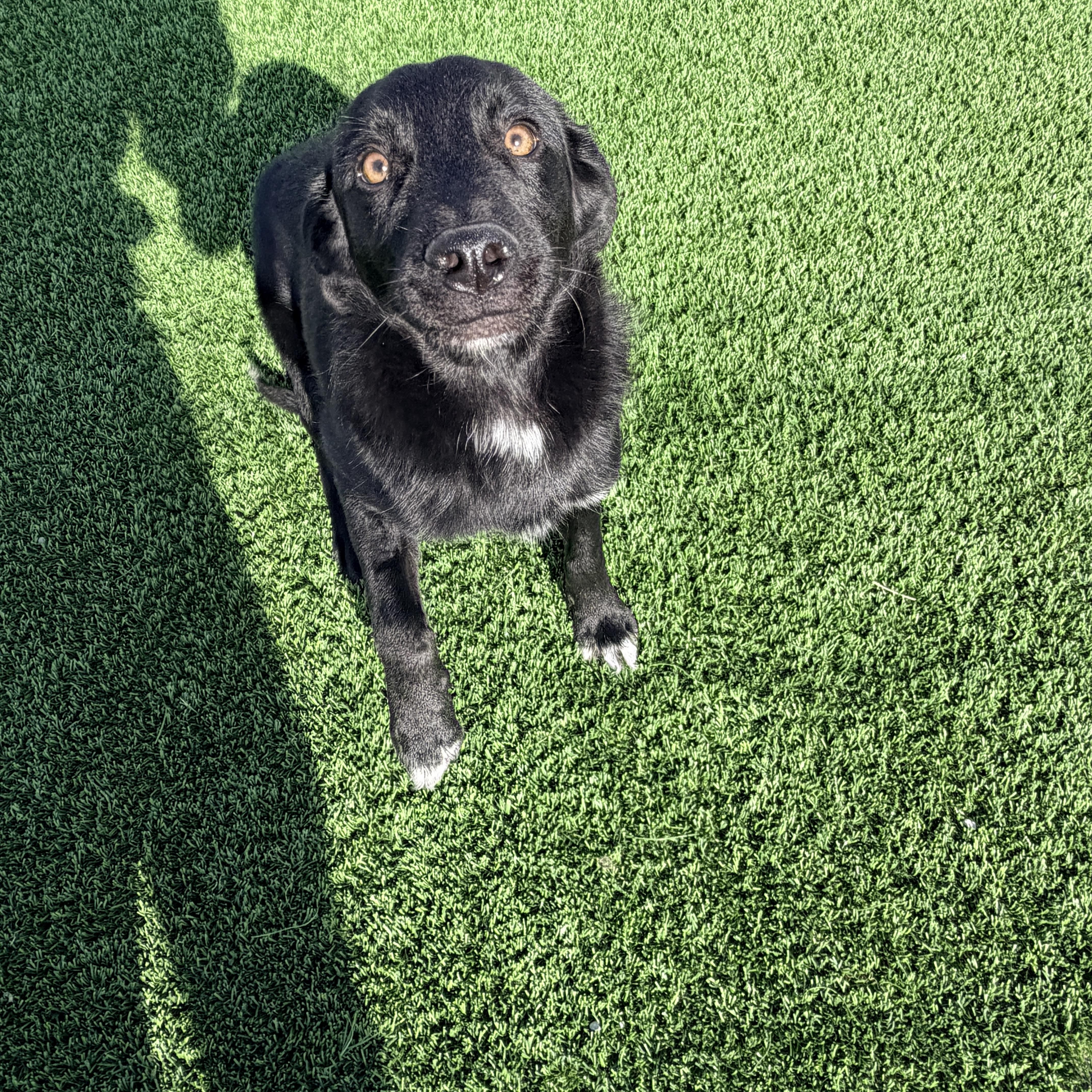 A baby medium-sized male Black Labrador Retriever dog named Mario for adoption in Auburn, NE