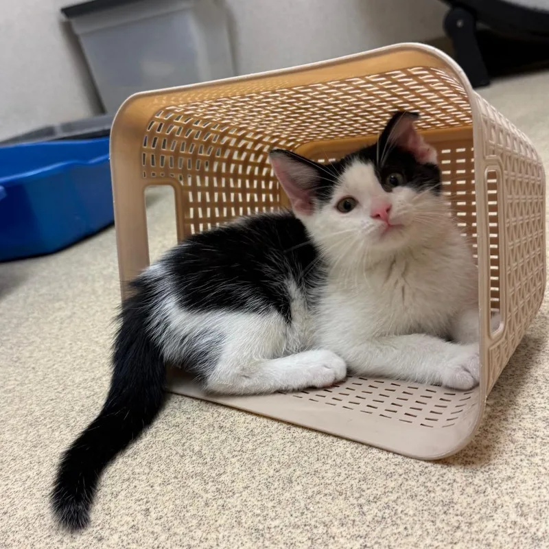 A baby small-sized male Brown / Chocolate Domestic Short Hair cat named Gonzo for adoption in Naperville, IL