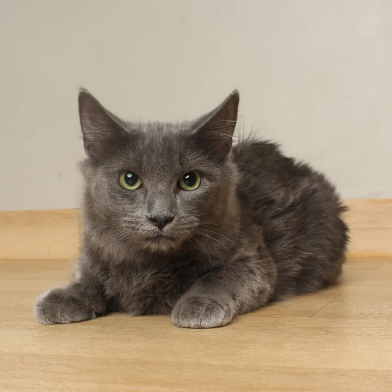 A young medium-sized female Gray / Blue / Silver Domestic Medium Hair cat named Tofu C for adoption in Minnetonka, MN