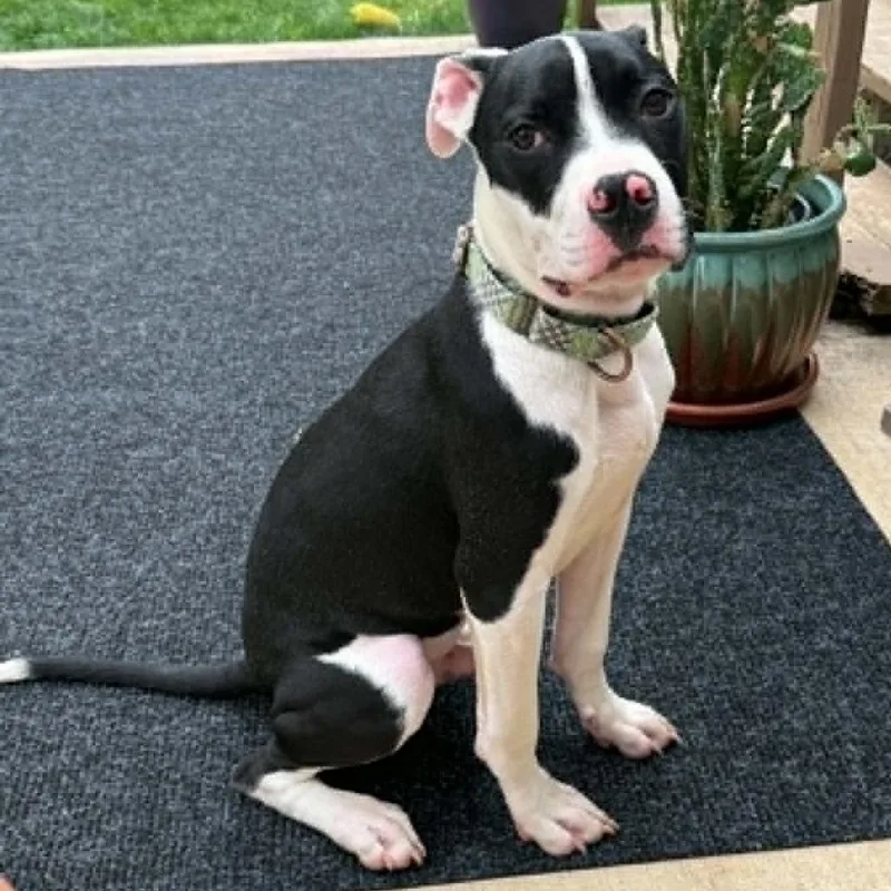 A young medium-sized male White / Cream Pit Bull Terrier dog named Ekko for adoption in Olathe, KS