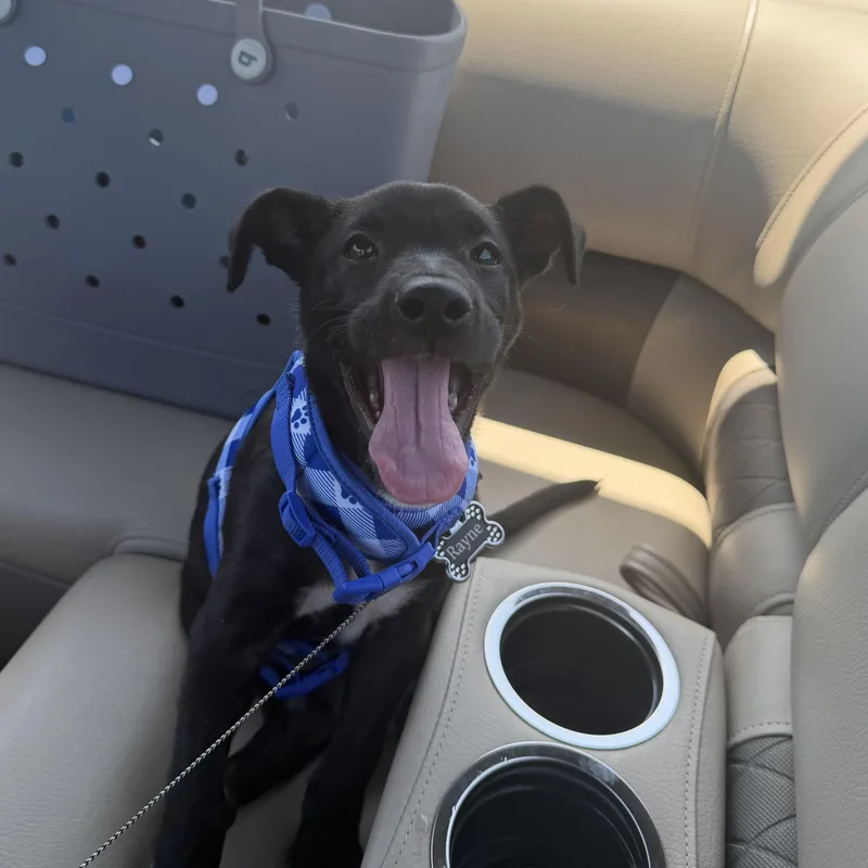 A baby medium-sized female Black Labrador Retriever dog named Pot Belly for adoption in Brentwood, TN