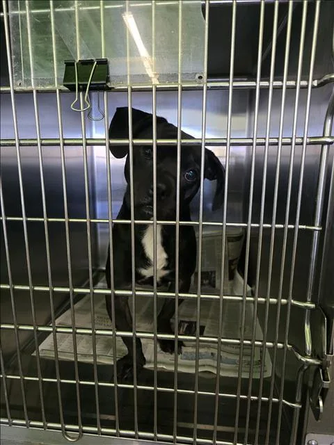 A young small-sized male Pug dog named Buddha for adoption in Los Angeles, CA