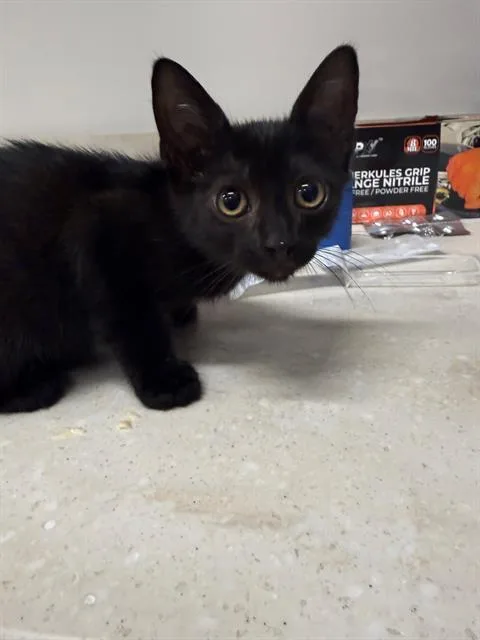 A baby small-sized male Manx cat named Buoy for adoption in Baytown, TX
