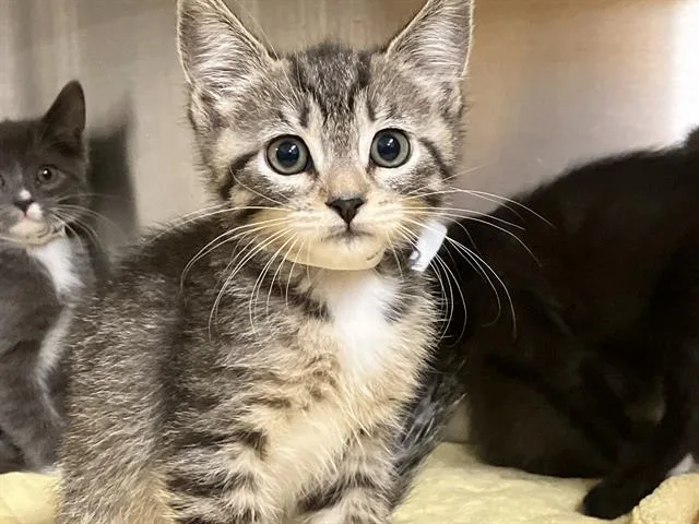 A baby small-sized male Domestic Long Hair cat named Daytona for adoption in Tustin, CA