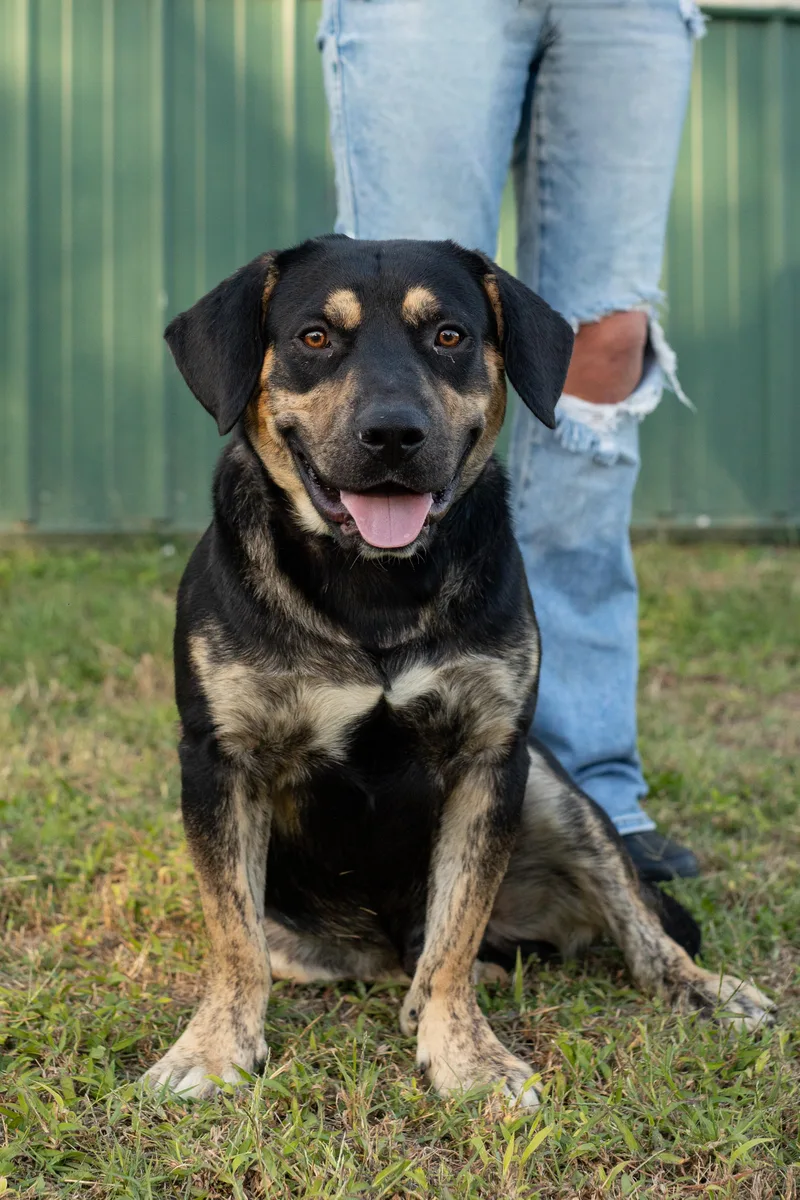 A young small-sized male Basset Hound dog named Rex for adoption in Dixon, KY