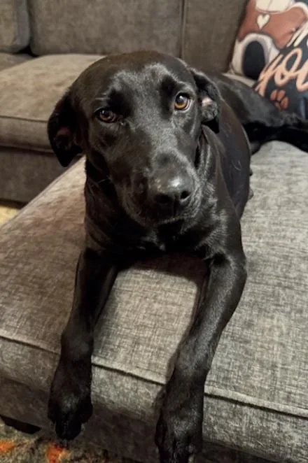 A young small-sized female Black Labrador Retriever dog named Misses Kisses for adoption in Farmington, MO