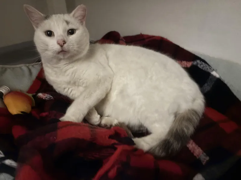 An adult medium-sized female White Domestic Short Hair cat named Anna for adoption in Warminster, PA