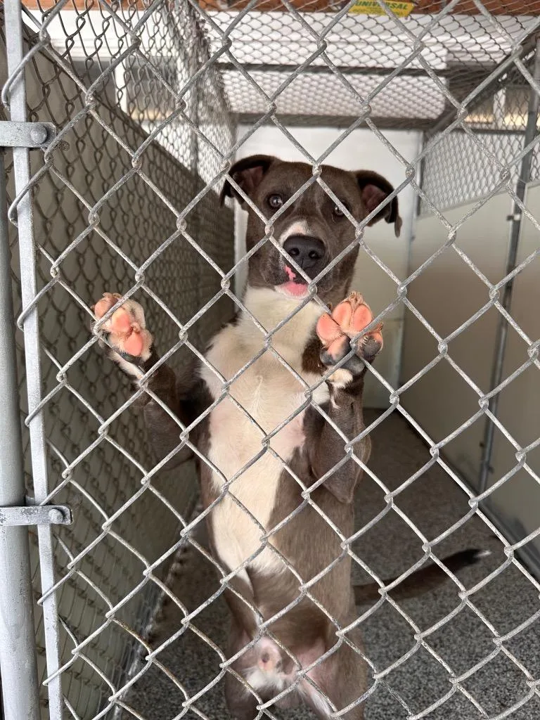A baby medium-sized male American Staffordshire Terrier dog named Smokey for adoption in Sidney, NY