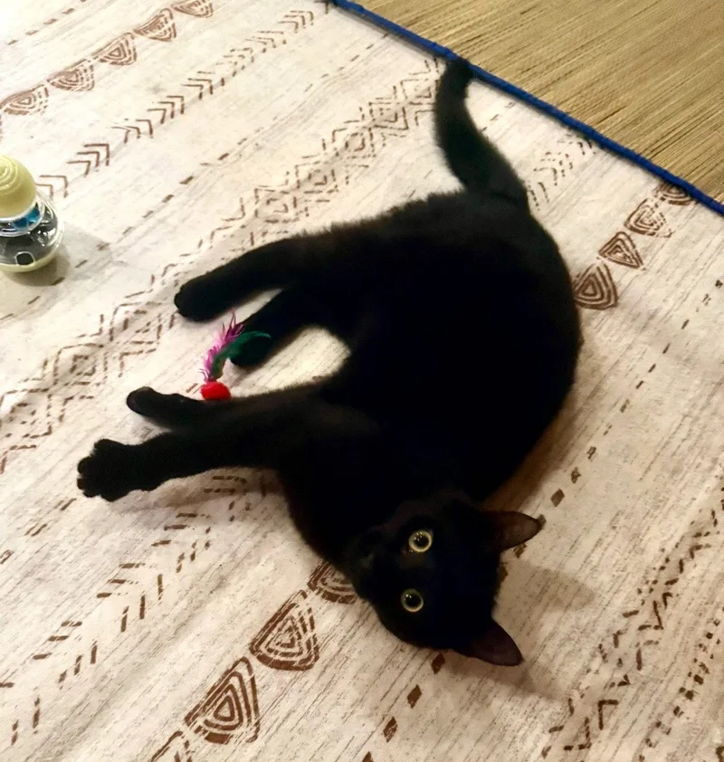 A young medium-sized male Black Domestic Short Hair cat named Ciurious Shadow for adoption in Coatesville, PA