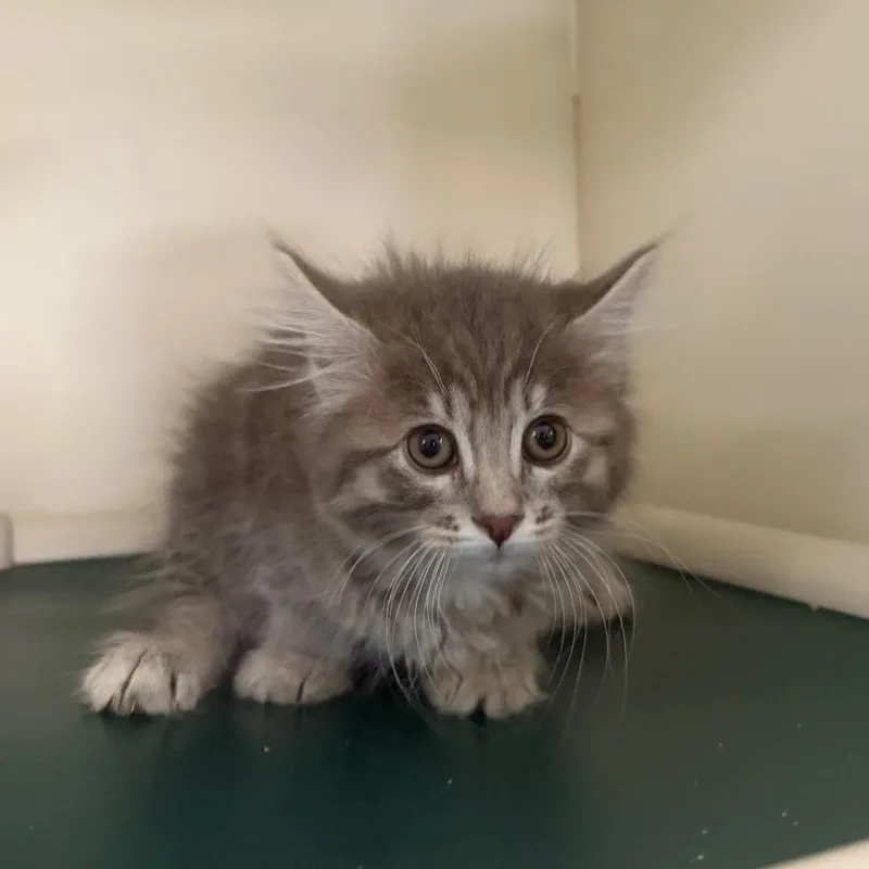 A baby small-sized female Gray / Blue / Silver Domestic Medium Hair cat named Jelly for adoption in Spanish Fork, UT