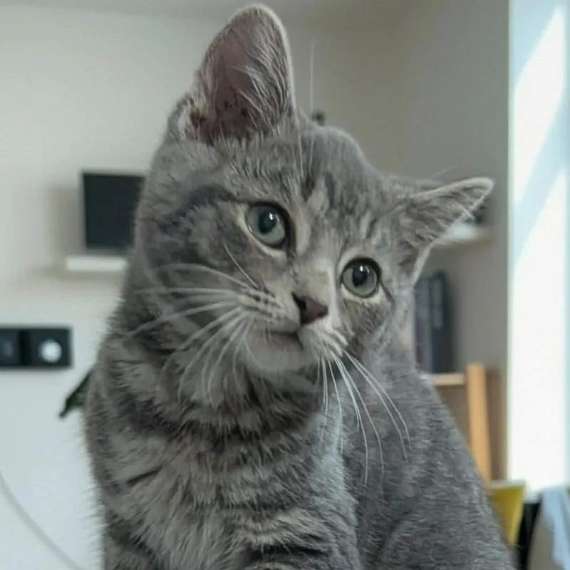 Simon