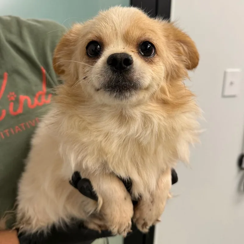 An adult small-sized female White / Cream Mixed Breed dog named Spice for adoption in Abilene, TX