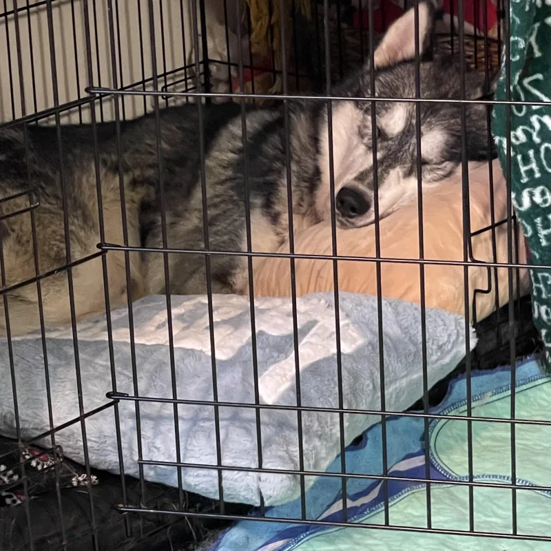 An adult medium-sized male Siberian Husky dog named Alaska Harris for adoption in Sumter, SC