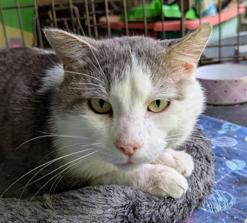 An adult medium-sized male Tabby (Gray / Blue / Silver) Tabby cat named Sam Elliot for adoption in Farmland, IN